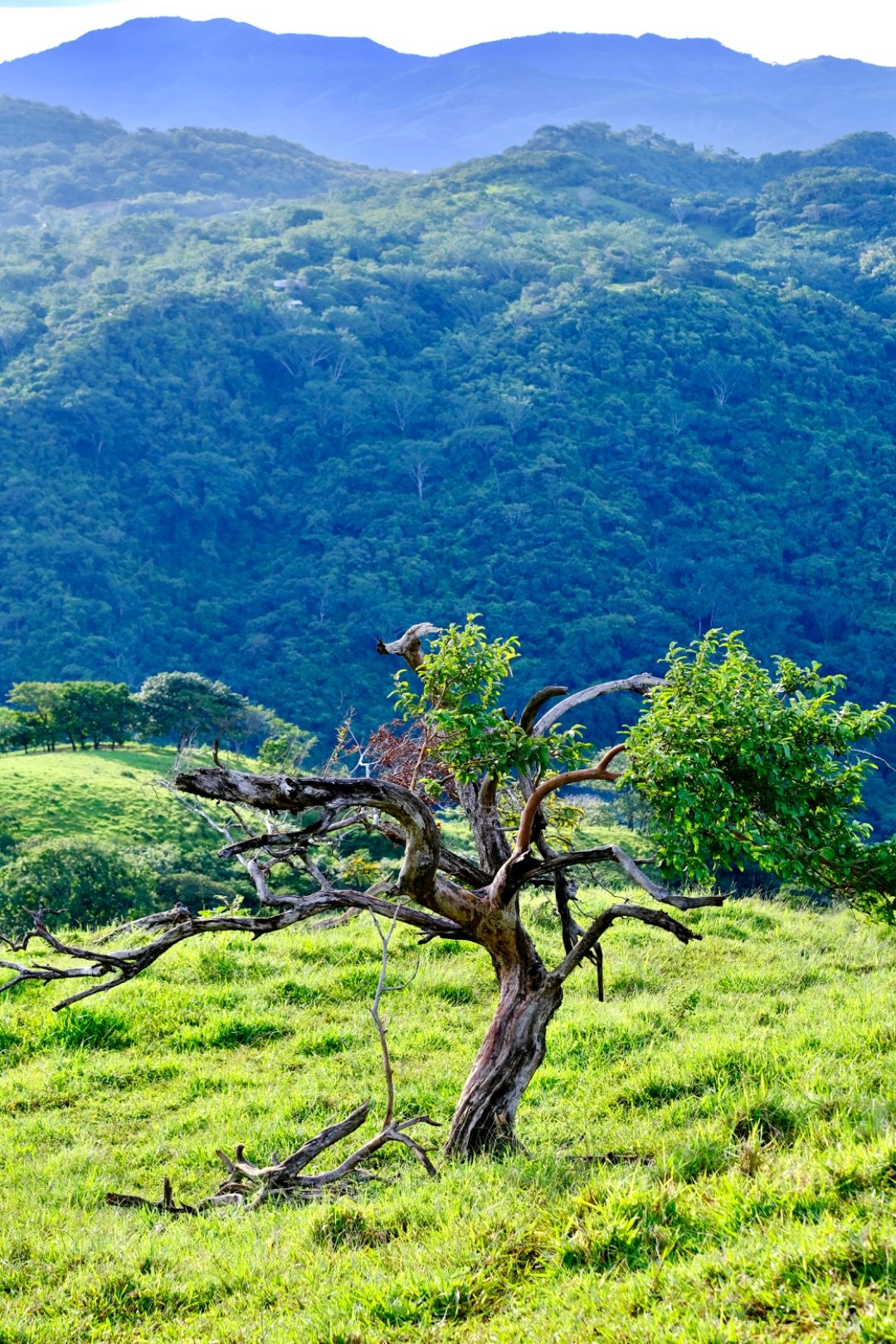 Twisted native tree on the Nekawa ridge with cloud-forest mountains in the background